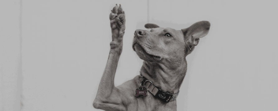 FAQ about our translation service